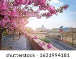Beautiful spring cityscape  with Buda Castle Royal Palace in Buda Castle district and Cherry Blossom in the foreground. View from Tóth Árpád promenad with pink blooming tree in Budapest, Hungary.