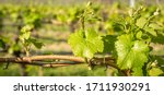 Small photo of Vitis - Vinifera. Flowering of the vine. Grape flowering in the vineyard in spring. Leaves and vine shoots