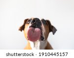 Dog with licking tongue  close...