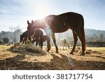 Four Wild Horses Grazing In A...