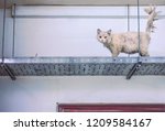 Small photo of Sleazy dirty stray cat in utility room on top