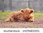 Small photo of Cute young Scottish Highland Cattle calf with light brown long and scraggy fur lying on ground