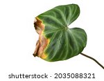 Sick Philodendron Houseplant...