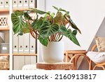 Small photo of Lush topical 'Philodendron Verrucosum' houseplant with dark green veined velvety leaves in flower pot