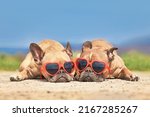 Pair of french bulldog dogs...
