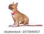 Small photo of Side view of red fawn French Bulldog dog wearing pink collar with rope leash on white background