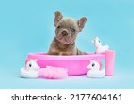 Small photo of Isabella French Bulldog dog puppy in pink bathtub with rubber ducks on blue background
