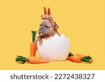 Small photo of Fawn French Bulldog dog puppy with Easter rabbit ears sitting in egg shell on yellow background