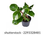 Small photo of Tropical 'Philodendron White Knight' houseplant with white variegation spots on white background