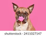 French Bulldog dog with Valentine's Day kiss lips photo prop in front of pink  background