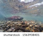 Chinook Salmon Swimming In The...