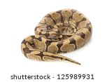 enchi ball python  python... | Shutterstock . vector #125989931