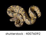 ghost ball python  python... | Shutterstock . vector #40076092