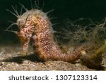 Hippocampus guttulatus / Long-snouted Seahorse