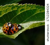 Ladybirds Mating On A Leaf