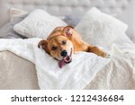 Happy ginger mixed breed dog in luxurious bright colors scandinavian style bedroom with king-size bed. Pets friendly  hotel or home room.
