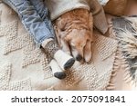 Festive socks on  legs and cute golden retriever dog on carpet. Family relax time. Winter Christmas holidays and hygge concept.  Atmospheric moments lifestyle.
