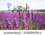 Small photo of Lavender bushes on field. Sun gleam over purple flowers of lavender. Bees on flowers. Closeup view with space for text. Banner design wallpaper.
