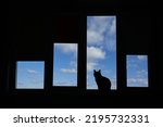 Domestic cat looks out the...