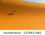 Fennec Fox   Sahara Desert ...