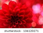 Closeup on red dahlia flower