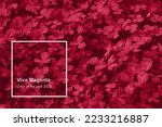 Viva Magenta toned clover backdrop. Monochrome Viva Magenta clover with dew drops background. Trendy color 2023.