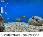 clown anemonefish swim in fish tank