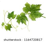 Grape Branch With Leaves Close...
