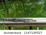 Alligator Lying On Wooden Dock