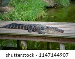 Alligator Lying On Wooden Dock