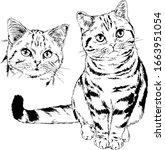 Pedigree Cat Drawn In Ink By...