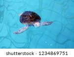 Small photo of Hawksbill Turtle ( Eretmochelys imbricate ) at Sea Turtles conservation center royal Thai Navy,Thailand
