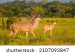 Small photo of Greater kudu (Tragelaphus strepsiceros), a large species of antelope native to Eastern and Southern Africa in the hornwort family.
