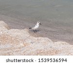 Small photo of One common tern bird is standing alone in the water on eht edge of the beach.