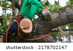 Small photo of Worker sitting in a tree using a chainsaw to cut off branches while cutting down the tree.