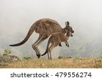 Mother And Baby Kangaroo 