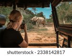 Small photo of Wildlife safari.Eco travel in the jungle with wild animals elephants.Tropical tourism in the wild life of elephants.Road trip jungle,eco safari.Elephant wild life,safari trip