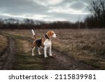 cute beagle dog standing... | Shutterstock . vector #2115839981