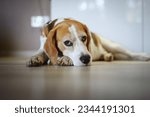 Small photo of Sad dog. Cute beagle dog lying down on the floor and looking into camera