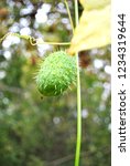 Small photo of Ecballium elaterium (squirting cucumber, exploding cucumber) fruit on branch with yellow leaf close up detail, on soft blurry background