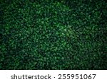 Natural green leaf wall, Texture background