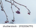 Frozen berries on branches  after winter storm