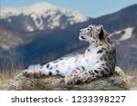 Snow Leopard Lay On A Rock...
