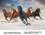 Horses Free Run On Desert Storm ...