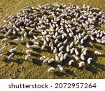 Flock of sheep in a meadow