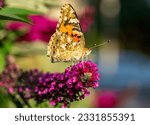 butterfly on flower in the garden