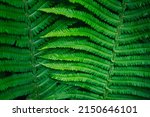 Close Up Of Large Forest Fern...