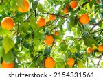 Small photo of Orange Tree Close up. Beautiful orange tree of delicious oranges. Spanish oranges. Orange tree background