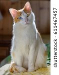 Cute White And Orange Cat With...
