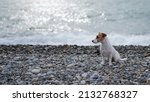 Jack Russell Terrier Dog On A...